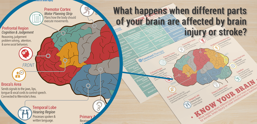 the-thunderbeat-left-vs-right-brain