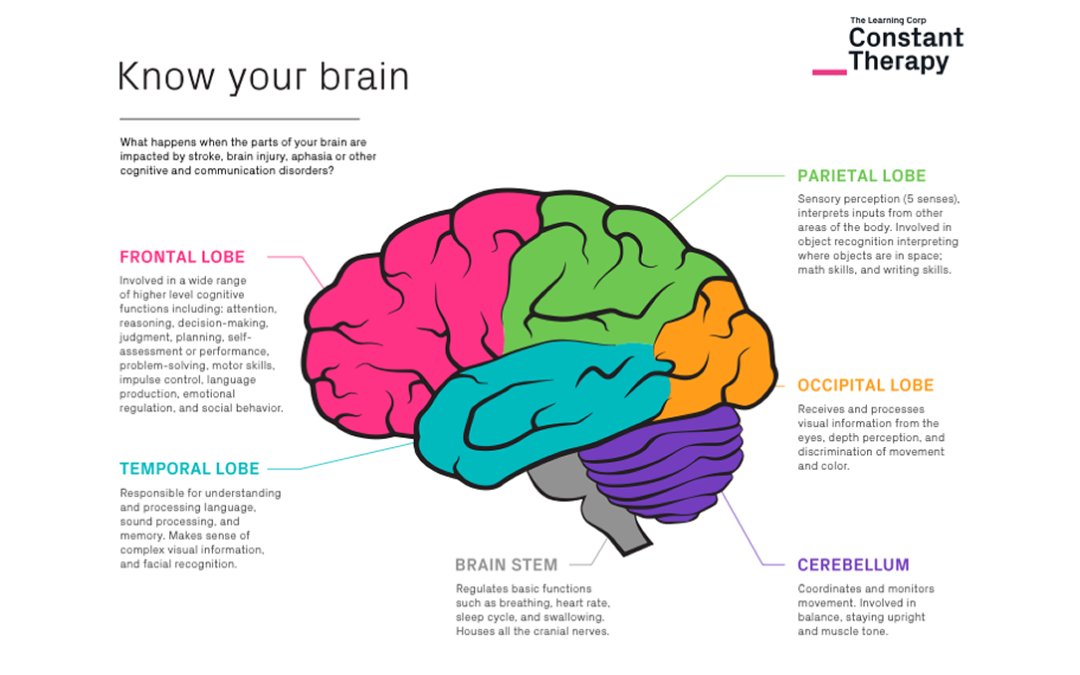 know-your-brain-constant-therapy